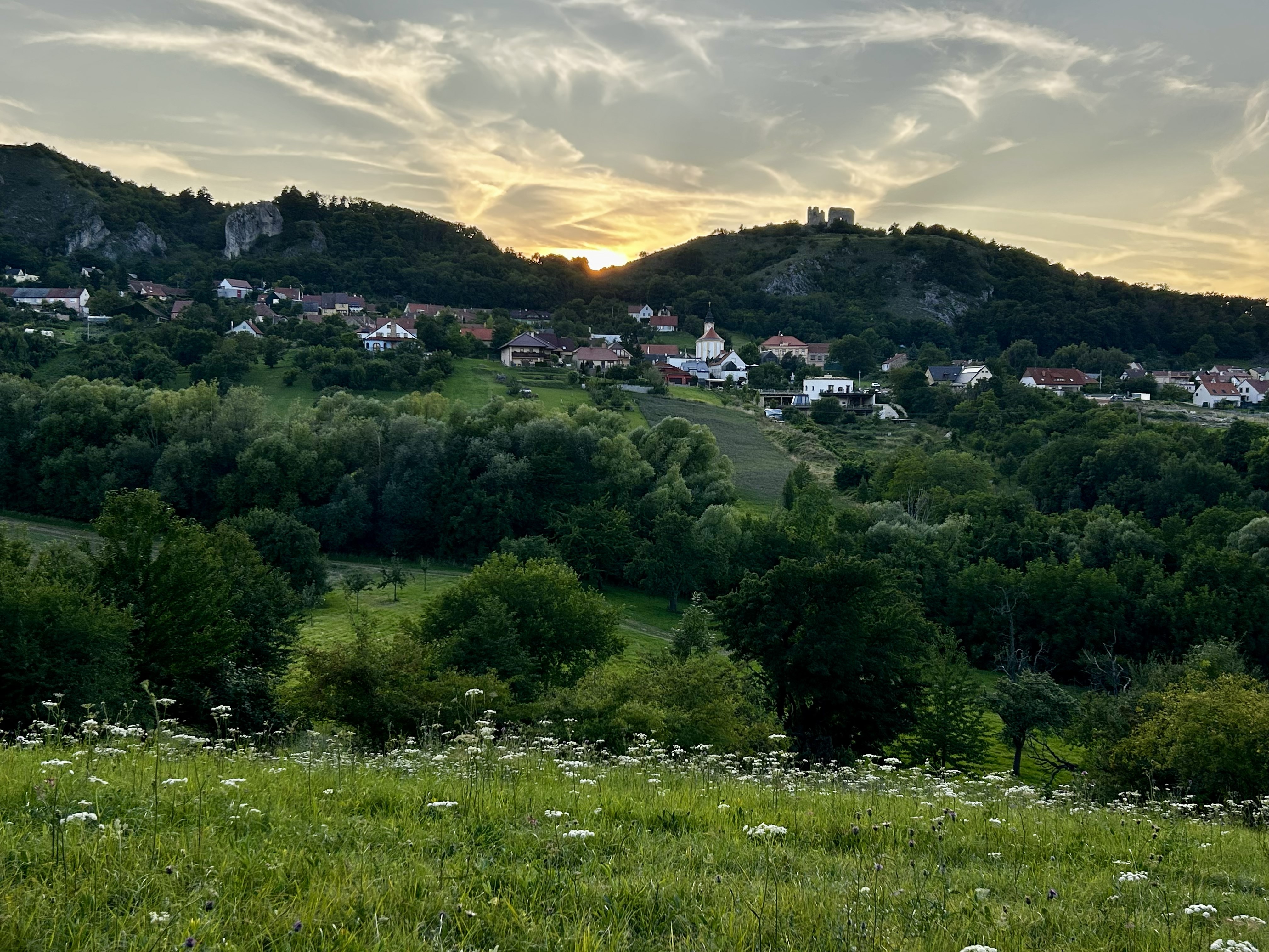 Západ slunce na louce pod borovicí